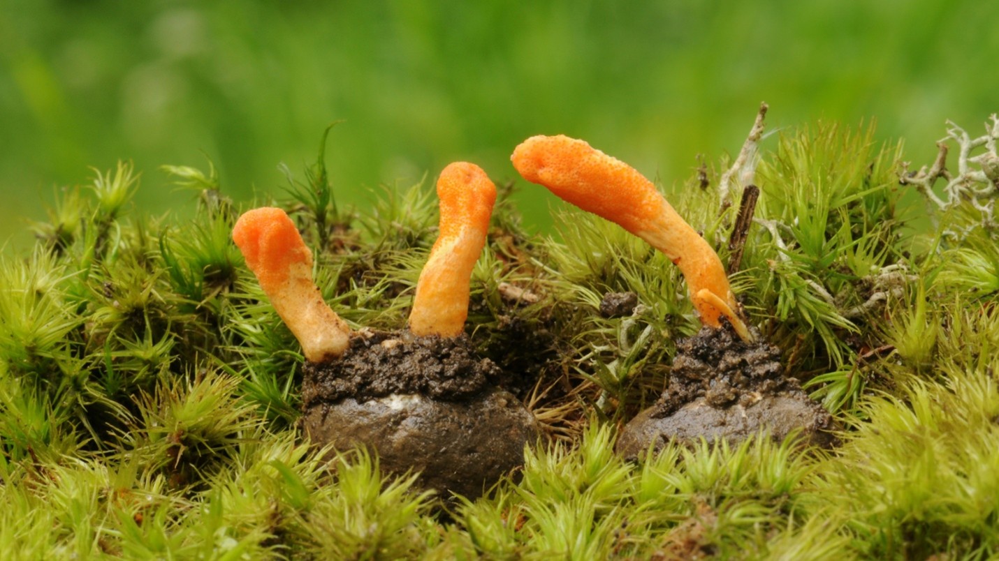 מה זה קורדיספס